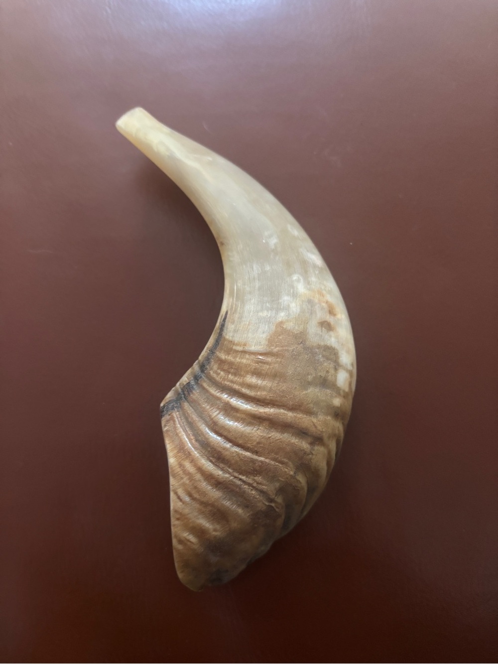 Shofar Ram horn  Natural Horn Decorative Accent - Brown & Cream